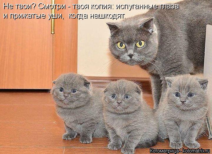 Не твои? Смотри - твоя копия: испуганные глаза и прижатые уши, когда нашкодят.... Котоматрица: Не твои? Смотри - твоя копия: испуганные глаза и прижатые уши, когда нашкодят.