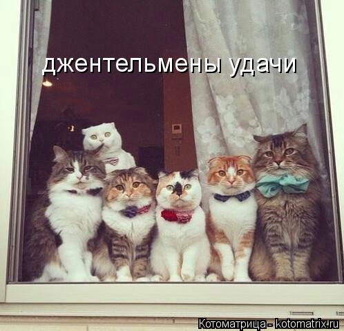 джентельмены удачи... Котоматрица: джентельмены удачи