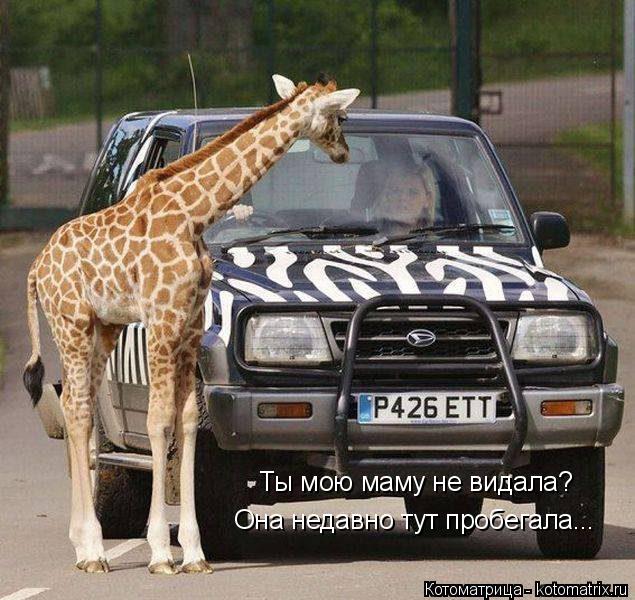 Ты мою маму не видала? Она недавно тут пробегала...... Котоматрица: Ты мою маму не видала? Она недавно тут пробегала...