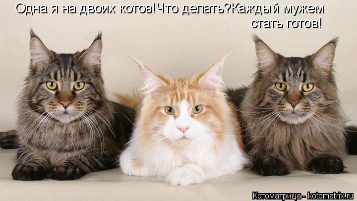 Одна я на двоих котов!Что делать?Каждый мужем стать готов! стать готов! Одна я на двоих котов!Что де... Котоматрица: Одна я на двоих котов!Что делать?Каждый мужем стать готов! стать готов! Одна я на двоих котов!Что делать?Каждый мужем