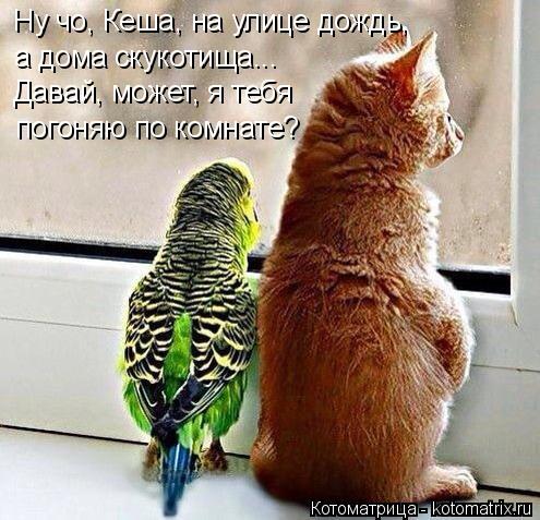 Ну чо, Кеша, на улице дождь, а дома скукотища... Давай, может, я тебя погоняю по комнате?... Котоматрица: Ну чо, Кеша, на улице дождь, а дома скукотища... Давай, может, я тебя погоняю по комнате?