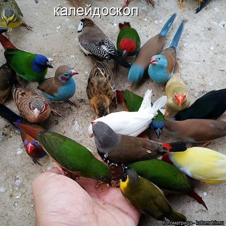 калейдоскоп... Котоматрица: калейдоскоп