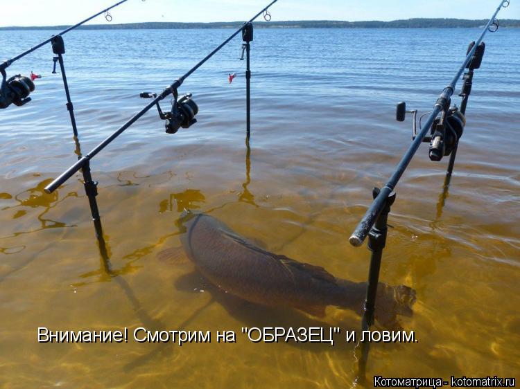 Внимание! Смотрим на "ОБРАЗЕЦ" и ловим.... Котоматрица: Внимание! Смотрим на "ОБРАЗЕЦ" и ловим.