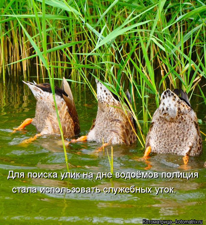 Для поиска улик на дне водоёмов полиция стала использовать служебных уток.... Котоматрица: Для поиска улик на дне водоёмов полиция стала использовать служебных уток.