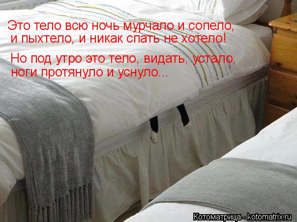 Но под утро это тело, видать, устало, ноги протянуло и уснуло... Это тело всю ночь мурчало и сопело, ... Котоматрица: Но под утро это тело, видать, устало, ноги протянуло и уснуло... Это тело всю ночь мурчало и сопело, и пыхтело, и никак спать не хотело!