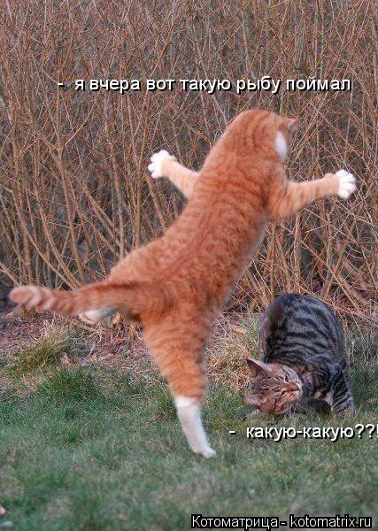 - я вчера вот такую рыбу поймал - какую-какую??!... Котоматрица: - я вчера вот такую рыбу поймал - какую-какую??!