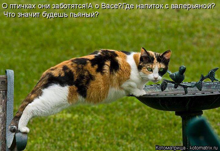 О птичках они заботятся!А о Васе?Где напиток с валерьяной? Что значит будешь пьяный?... Котоматрица: О птичках они заботятся!А о Васе?Где напиток с валерьяной? Что значит будешь пьяный?