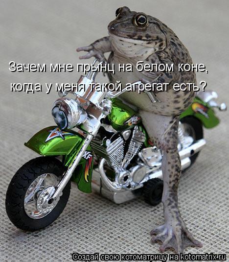 Зачем мне прынц на белом коне, когда у меня такой агрегат есть?... Котоматрица: Зачем мне прынц на белом коне, когда у меня такой агрегат есть?