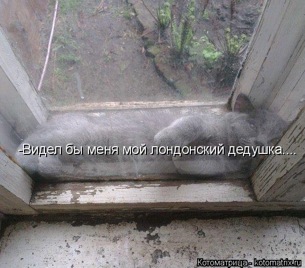 -Видел бы меня мой лондонский дедушка....... Котоматрица: -Видел бы меня мой лондонский дедушка....