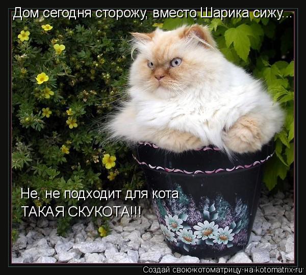 Дом сегодня сторожу, вместо Шарика сижу... Не, не подходит для кота ТАКАЯ СКУКОТА!!!... Котоматрица: Дом сегодня сторожу, вместо Шарика сижу... Не, не подходит для кота ТАКАЯ СКУКОТА!!!