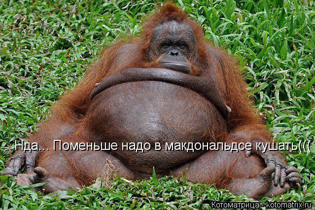Нда... Поменьше надо в макдональдсе кушать(((... Котоматрица: Нда... Поменьше надо в макдональдсе кушать(((