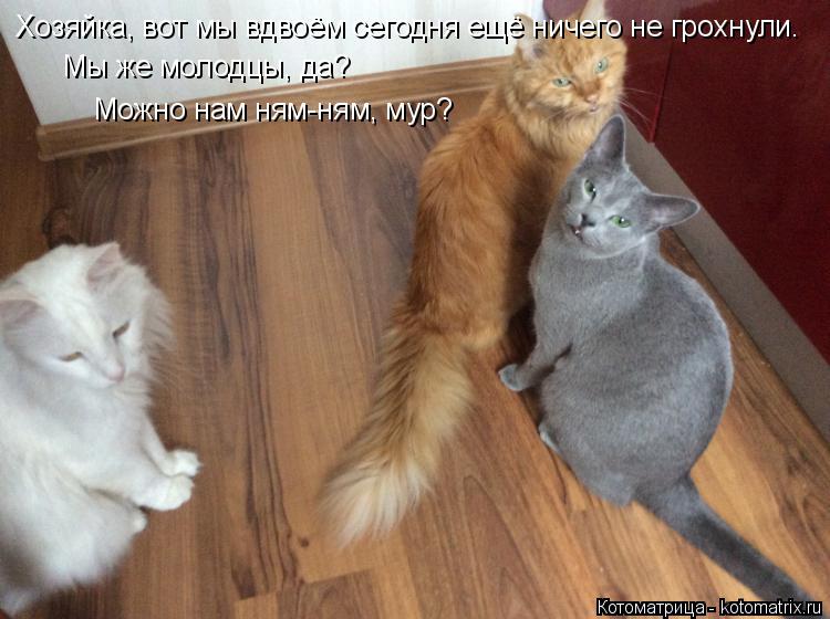 Хозяйка, вот мы вдвоём сегодня ещё ничего не грохнули. Можно нам ням-ням, мур? Мы же молодцы, да?... Котоматрица: Хозяйка, вот мы вдвоём сегодня ещё ничего не грохнули. Можно нам ням-ням, мур? Мы же молодцы, да?