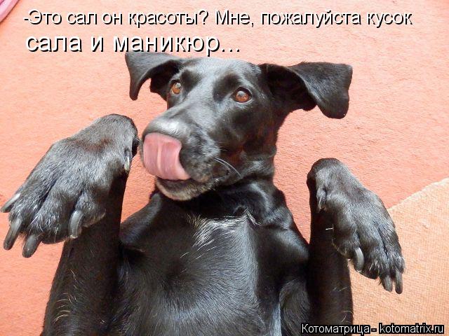 -Это сал он красоты? Мне, пожалуйста кусок сала и маникюр...... Котоматрица: -Это сал он красоты? Мне, пожалуйста кусок сала и маникюр...