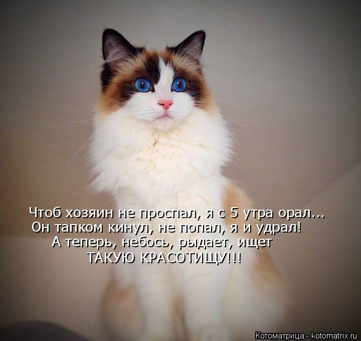 Чтоб хозяин не проспал, я с 5 утра орал... Он тапком кинул, не попал, я и удрал! А теперь, небось, ры... Котоматрица: Чтоб хозяин не проспал, я с 5 утра орал... Он тапком кинул, не попал, я и удрал! А теперь, небось, рыдает, ищет ТАКУЮ КРАСОТИЩУ!!!