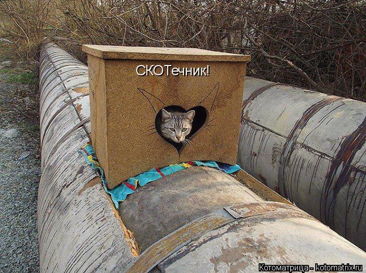 СКОТечник!... Котоматрица: СКОТечник!