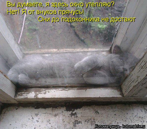 Вы думаете, я здесь окно утепляю? Нет! Я от внуков прячусь! Они до подоконника не достают... Котоматрица: Вы думаете, я здесь окно утепляю? Нет! Я от внуков прячусь! Они до подоконника не достают