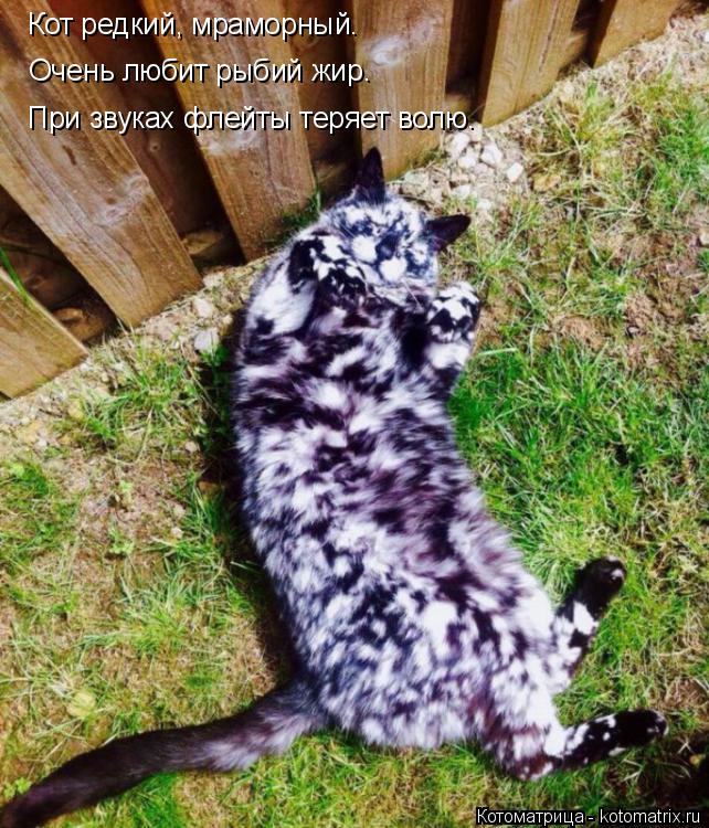 Кот редкий, мраморный. Очень любит рыбий жир. При звуках флейты теряет волю.... Котоматрица: Кот редкий, мраморный. Очень любит рыбий жир. При звуках флейты теряет волю.