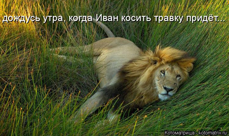 дождусь утра, когда Иван косить травку придёт...... Котоматрица: дождусь утра, когда Иван косить травку придёт...