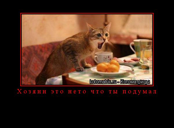 Хозяин это нето что ты подумал ... Котоматрица: Хозяин это нето что ты подумал