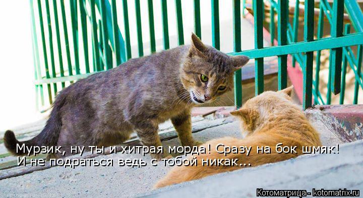 Мурзик, ну ты и хитрая морда! Сразу на бок шмяк! И не подраться ведь с тобой никак...... Котоматрица: Мурзик, ну ты и хитрая морда! Сразу на бок шмяк! И не подраться ведь с тобой никак...