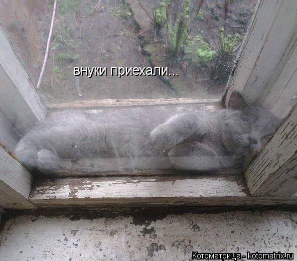 внуки приехали...... Котоматрица: внуки приехали...