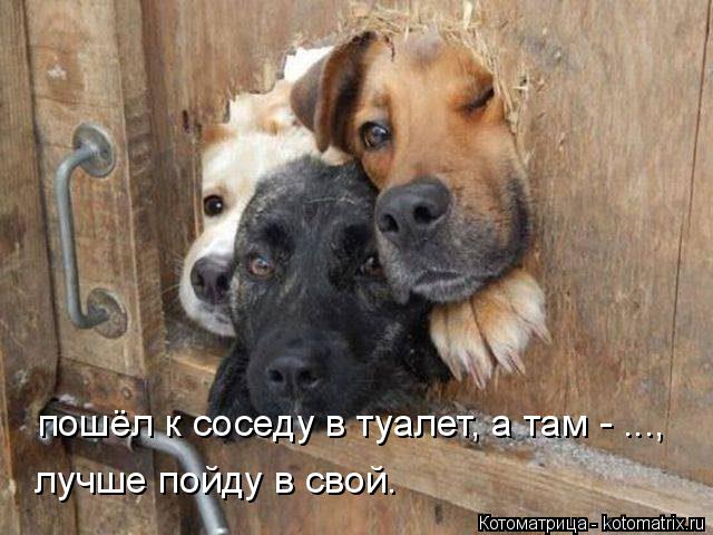 пошёл к соседу в туалет, а там - ..., лучше пойду в свой.... Котоматрица: пошёл к соседу в туалет, а там - ..., лучше пойду в свой.