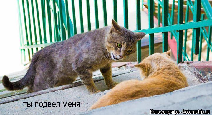 ты подвел меня... Котоматрица: ты подвел меня