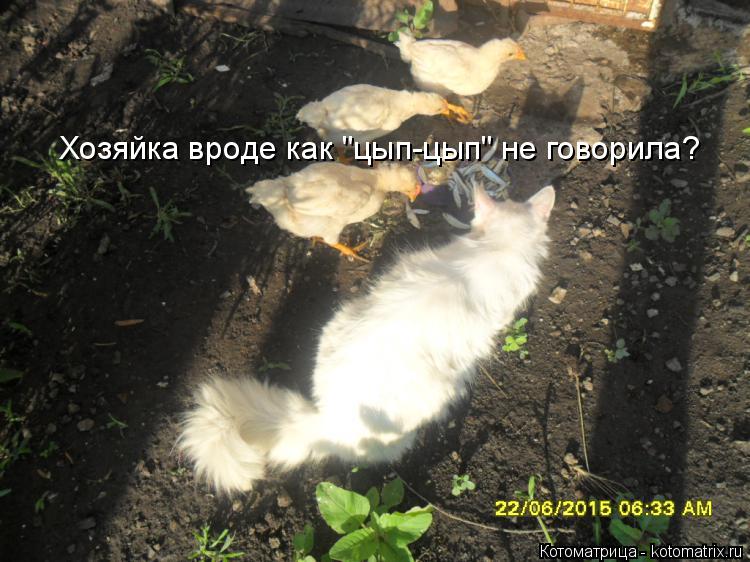 Хозяйка вроде как "цып-цып" не говорила?... Котоматрица: Хозяйка вроде как "цып-цып" не говорила?