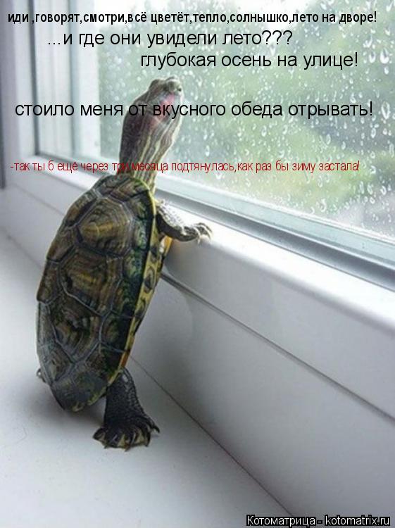 иди ,говорят,смотри,всё цветёт,тепло,солнышко,лето на дворе! ...и где они увидели лето??? глубокая ос... Котоматрица: иди ,говорят,смотри,всё цветёт,тепло,солнышко,лето на дворе! ...и где они увидели лето??? глубокая осень на улице! стоило меня от вкусного обед