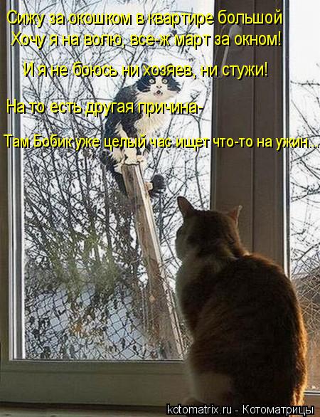 Сижу за окошком в квартире большой Хочу я на волю, все-ж март за окном! И я не боюсь ни хозяев, ни ст... Котоматрица: Сижу за окошком в квартире большой Хочу я на волю, все-ж март за окном! И я не боюсь ни хозяев, ни стужи! На то есть другая причина- Там Бобик уж