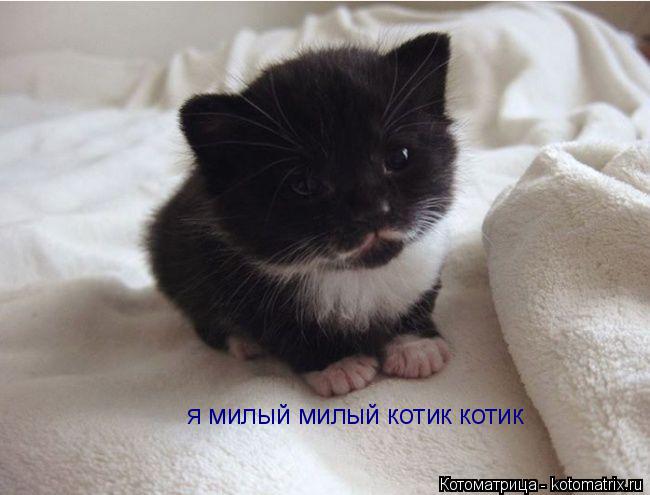 я милый милый котик котик... Котоматрица: я милый милый котик котик