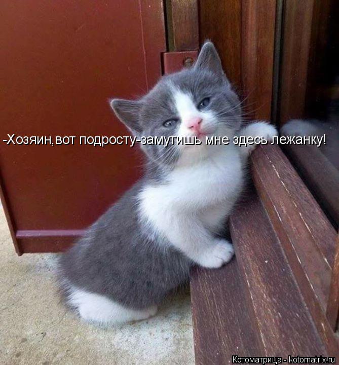 -Хозяин,вот подросту-замутишь мне здесь лежанку!... Котоматрица: -Хозяин,вот подросту-замутишь мне здесь лежанку!