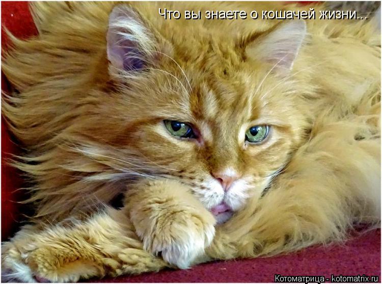 Что вы знаете о кошачей жизни...... Котоматрица: Что вы знаете о кошачей жизни...