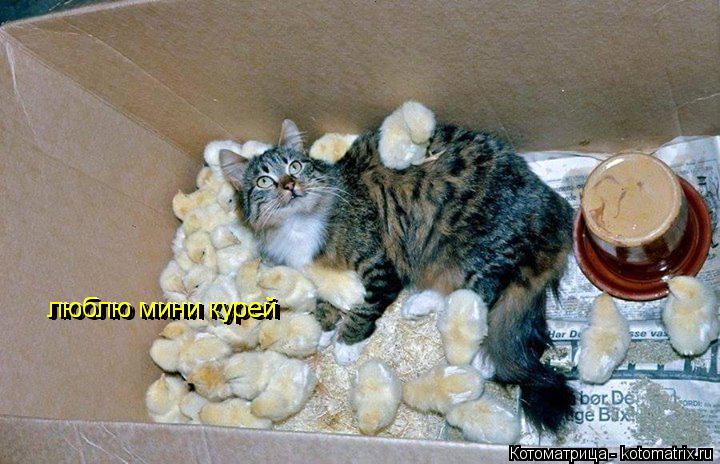 люблю мини курей люблю мини курей люблю мини курей люблю мини курей... Котоматрица: люблю мини курей люблю мини курей люблю мини курей люблю мини курей