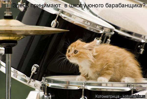 Здесь принимают в школу юного барабанщика?... Котоматрица: Здесь принимают в школу юного барабанщика?