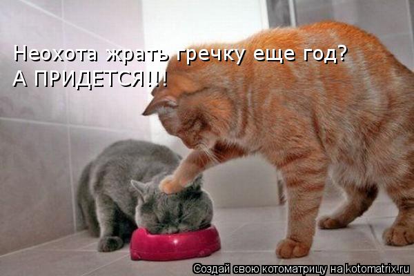 Неохота жрать гречку еще год? А ПРИДЕТСЯ!!!... Котоматрица: Неохота жрать гречку еще год? А ПРИДЕТСЯ!!!