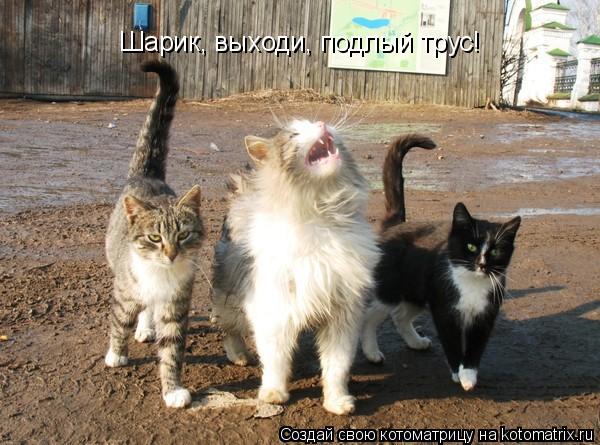 Шарик, выходи, подлый трус!... Котоматрица: Шарик, выходи, подлый трус!