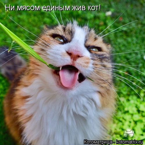 Ни мясом единым жив кот!... Котоматрица: Ни мясом единым жив кот!