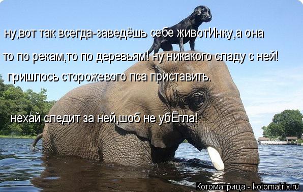 ну,вот так всегда-заведёшь себе животИнку,а она то по рекам,то по деревьям! ну никакого сладу с ней!... Котоматрица: ну,вот так всегда-заведёшь себе животИнку,а она то по рекам,то по деревьям! ну никакого сладу с ней! пришлось сторожевого пса приставить. не