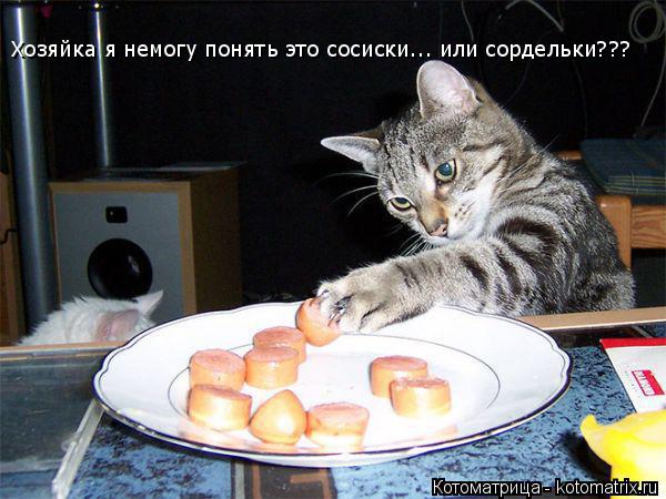 Хозяйка я немогу понять это сосиски... или сордельки???... Котоматрица: Хозяйка я немогу понять это сосиски... или сордельки???