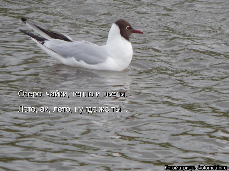 Озеро, чайки, тепло и цветы... Лето, ах, лето, ну где же ты...... Котоматрица: Озеро, чайки, тепло и цветы... Лето, ах, лето, ну где же ты...