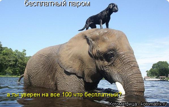 бесплатный паром а ты уверен на все 100 что бесплатный?... Котоматрица: бесплатный паром а ты уверен на все 100 что бесплатный?