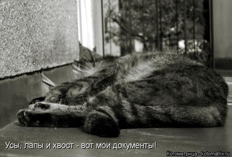Усы, лапы и хвост - вот мои документы!... Котоматрица: Усы, лапы и хвост - вот мои документы!