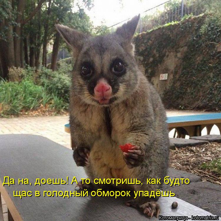 Да на, доешь! А то смотришь, как будто щас в голодный обморок упадёшь... Котоматрица: Да на, доешь! А то смотришь, как будто щас в голодный обморок упадёшь