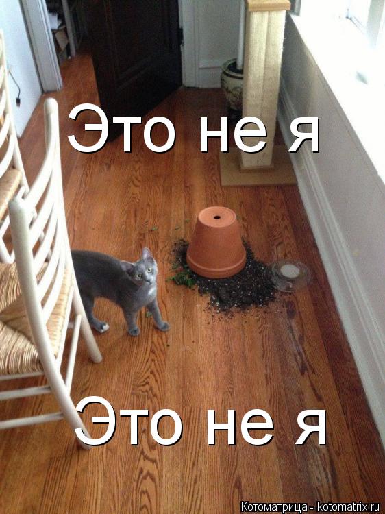 Это не я Это не я... Котоматрица: Это не я Это не я