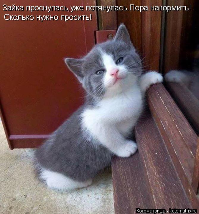 Зайка проснулась,уже потянулась.Пора накормить! Сколько нужно просить!... Котоматрица: Зайка проснулась,уже потянулась.Пора накормить! Сколько нужно просить!