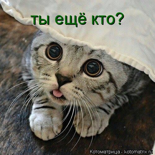 ты ещё кто?... Котоматрица: ты ещё кто?