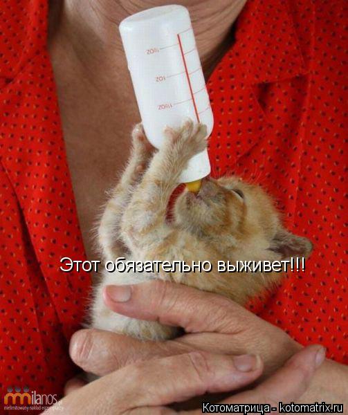 Этот обязательно выживет!!!... Котоматрица: Этот обязательно выживет!!!