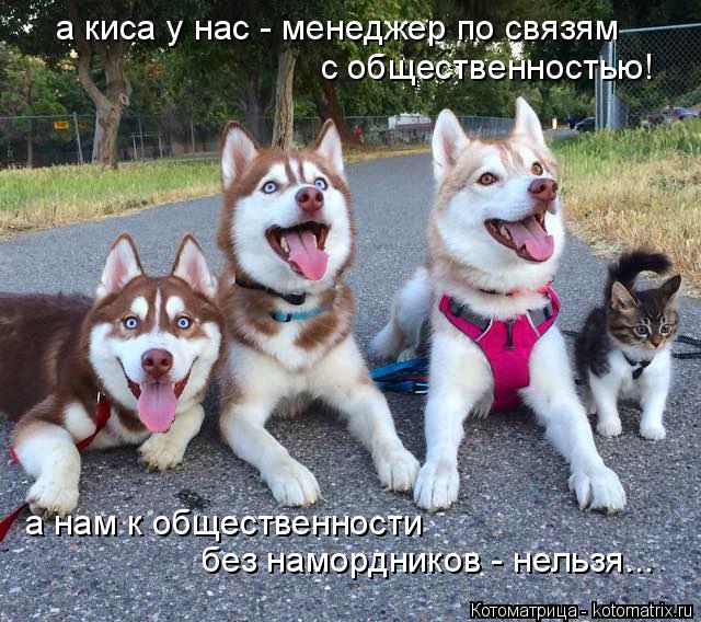 с общественностью! а киса у нас - менеджер по связям а нам к общественности без намордников - нельз... Котоматрица: с общественностью! а киса у нас - менеджер по связям а нам к общественности без намордников - нельзя...
