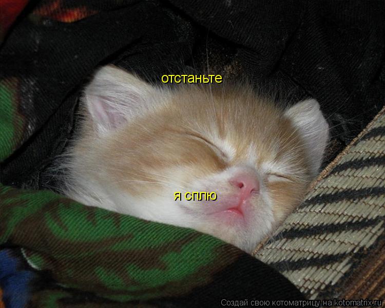 отстаньте я сплю... Котоматрица: отстаньте я сплю